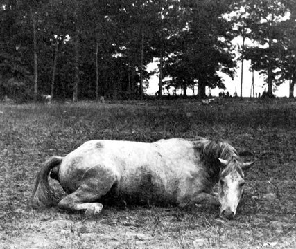 22disunionhorse-img-blog427