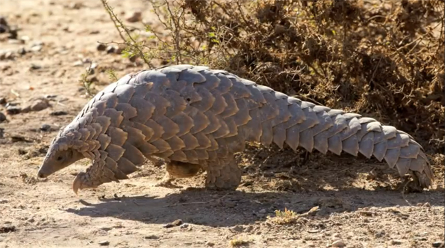 cape-pangolin-from-youtube-video