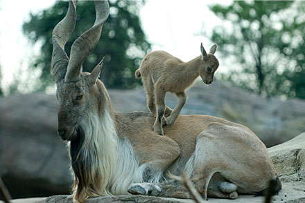 The markhor -- a majestic wild 