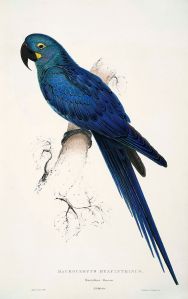 643px-Anodorhynchus_leari_by_Edward_Lear