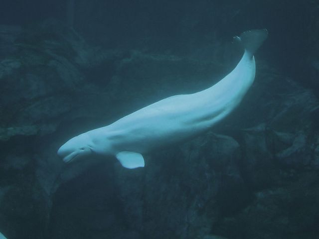800px-Beluga03