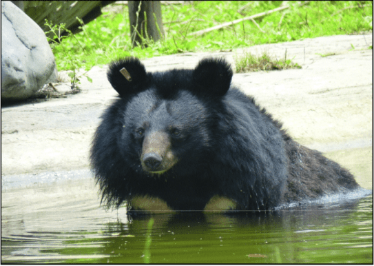 Rescued moon bear at the Animals Asia Foundation sanctuary in China (Photo: Kim Bartlett)