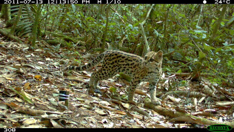 Photograph taken by Wildlife Conservation Society scientists of a Bolivian cat species called an oncilla. (Photo: Guido Ayala, Maria Viscarra, and Robert Wallace/WCS)
