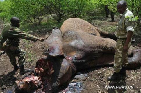 Kenyan rangers with poached elephant.