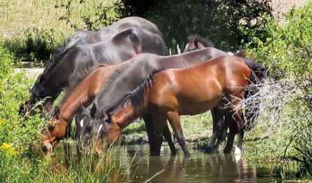Wild horses in the Malheur National Forest. (Photo: Jeffrey Shinn, USFS)