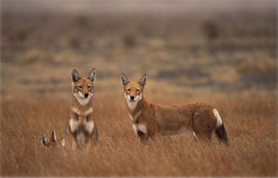Ethiopian wolves. (Photo: ©A.L. Harrington)
