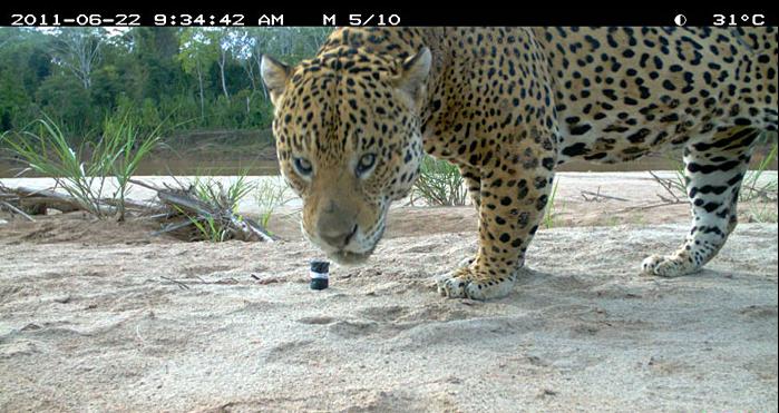 Photo: Wildlife Conservation Society Bolivia Program