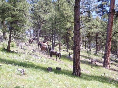 The Murderers Creek herd. (Photo: BLM)