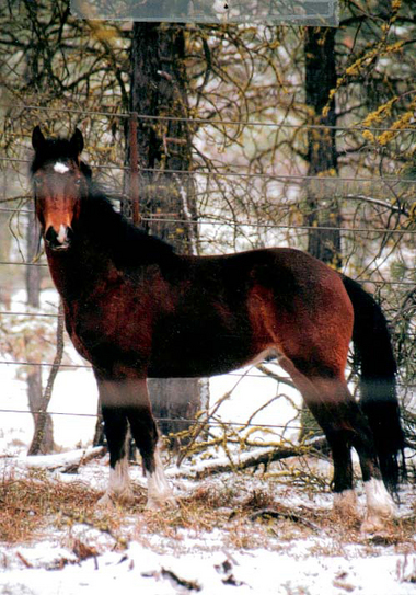 Murderers Creek "timber horse” poised for flight. (Photo: USFS)