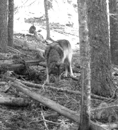 Nov. 14, 2011, photo from a trail camera shows OR-7 on public land east of Butte Falls in Oregon's Jackson County.