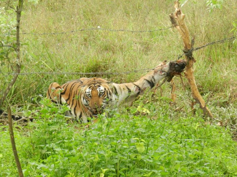 Tigress caught in barbed wire fence. (Photo: Karnataka Forest Department)