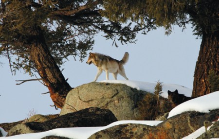 Alpha female 06, leader of the Lamar Canyon pack. (Photo: Jimmy Jones)