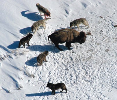 The 100 or so wolves in Yellowstone have limited the growth of bison herds, mostly by preying on young, but they are no match for adult bison. (Photo: Doug Smith, courtesy of the National Park Service)