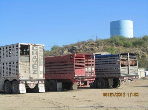Horse trucks at Eagle Pass Export Pens, US/Mexican border. 