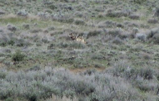 California state biologist Richard Shinn snapped a photograph of OR-7 on May 8, after spotting him on a sagebrush hillside 100 yards away in southwestern Modoc County. Shinn was among a group of biologists, game wardens and a federal trapper who were there to talk to local ranchers about the prospect of having a wolf in their midst.