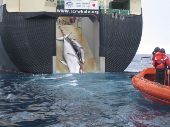 A whale and calf being loaded aboard a factory ship, the Nisshin Maru. (Photo: Customs and Border Protection Service, Commonwealth of Australia)