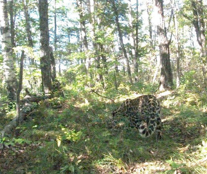 First camera trap photo of an Amur leopard in China. (Photo: WWF-China and the Jilin Forestry Department)