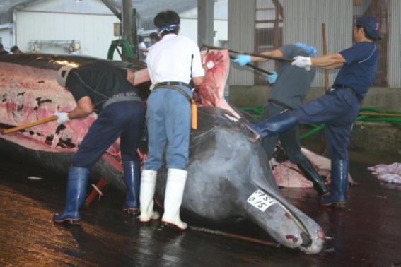 Baird’s Beaked Whale being processed in Japan (Photo: EIA) 