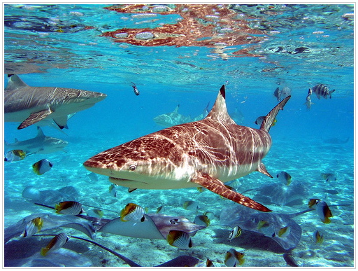 Blacktip Shark, Bora Bora, French Polynesia.