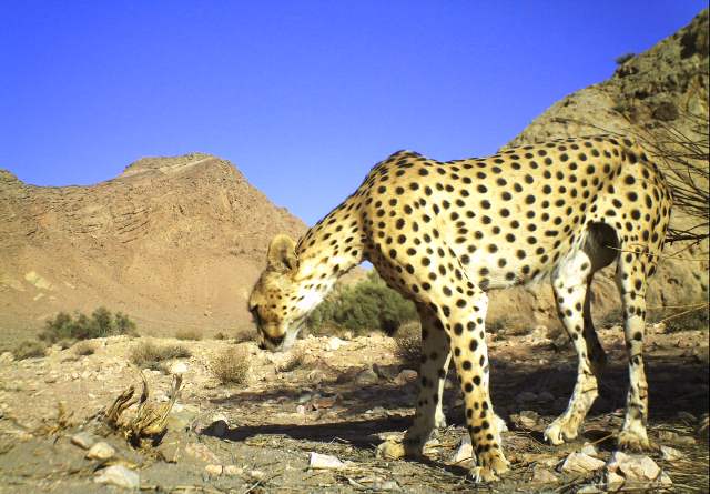 Asiatic cheetah in Ariz No Hunting Area, central Iran, summer 2012 (Photo: Iranian Cheetah Society/YazdDoE/CACP/Panthera)