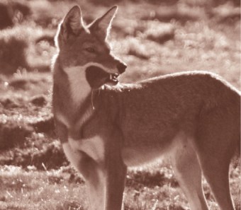 Ethiopian wolf with mole.