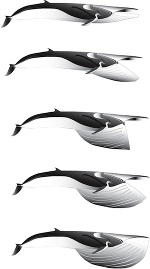 Fin whale lunge diagram, Nick Pyenson.