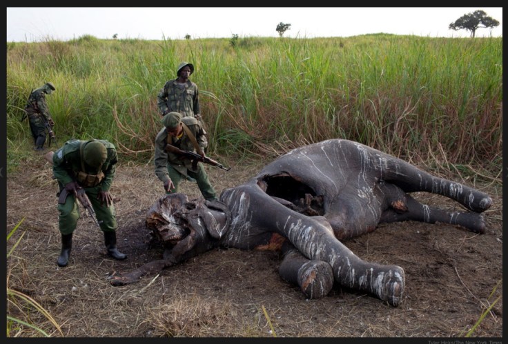Garamba National Park, DRC.