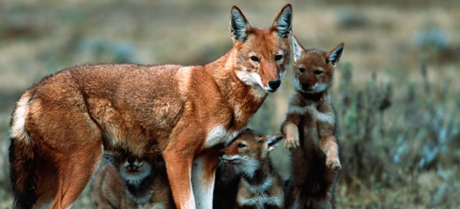 Ethiopian wolves. (Photo: International Wolf Center, M.Harvey)
