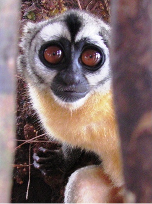 An IPPL-supported campaign by Fundacion Entropika resulted in a ban on the Colombian night monkey trade this summer. (see ANIMAL POST “Night Monkeys” August 28)