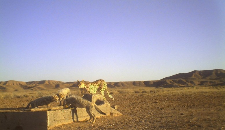 Asiatic Cheetahs in Iran (Photo: Iranian Cheetah Society)