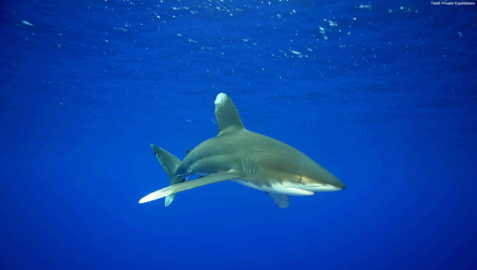Oceanic whitetip (Photo: Tahiti Private Expeditions)