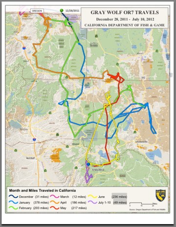 OR-7 wanderings in northern California.