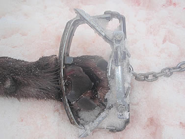Wolf’s paw in Bransford’s trap. (Photo: Josh Bransford)