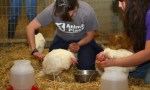 Jamie London and Jacie Volek help care for sickest hens. (Photo: Marji Beach/Animal Place)