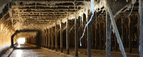 Manure pit beneath the sheds where many hens drowned. (Photo: Marji Beach/Animal Place)