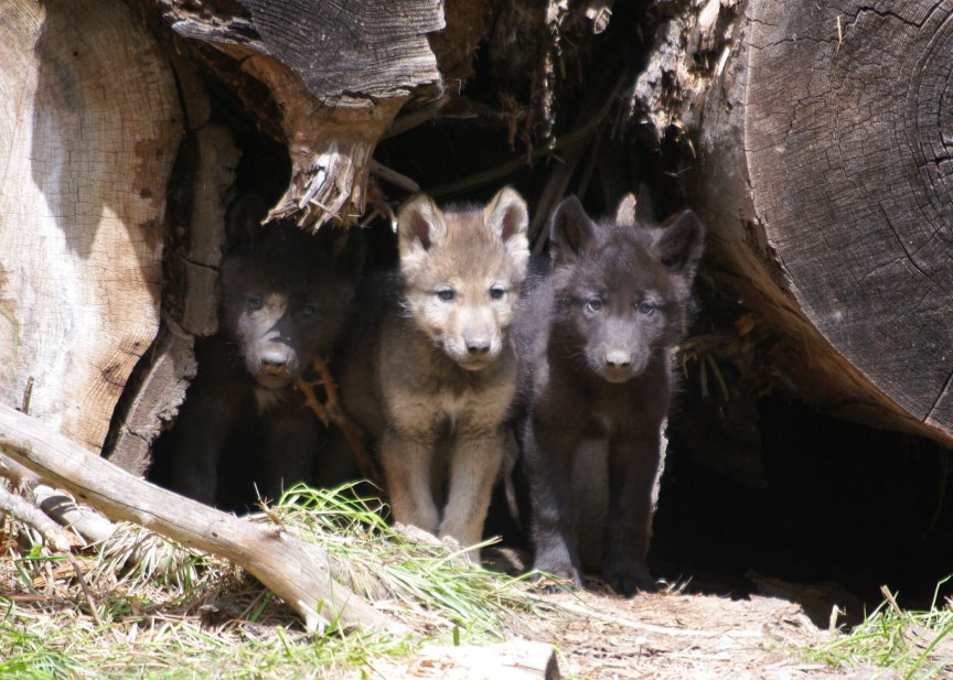 Wolf pups. Wenaha Pack, May 30, 2012. (Photo: ODFW)