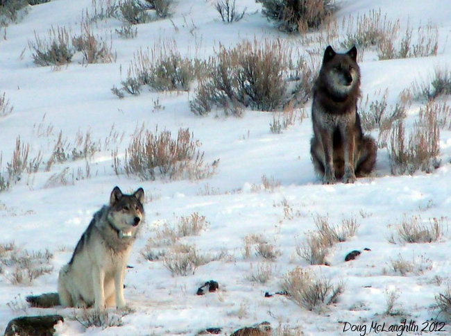 The wolf researchers called 832F, left, with her companion  known as 754. (Photo: Doug McLaughlin)