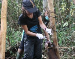 Veterinary director Karmele Llano Sanchez cutting Pelangsi free.