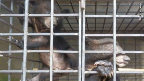 Ricky and Joey (Photo: Animals Asia)