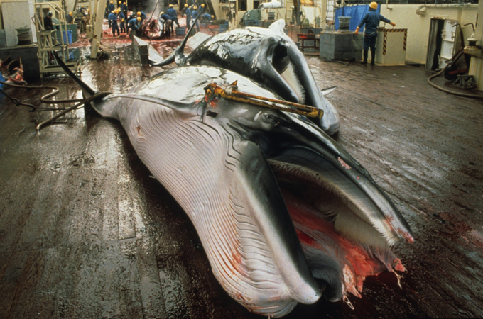 Whale processing in Ulsan, South Korea. (Photo: Greenpeace)