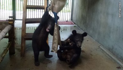 Ricky and Joey in their new den. (Photo: Animals Asia)