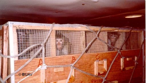 Long-tailed macaques in a cargo hold en route to a European lab. (Photo: BUAV)