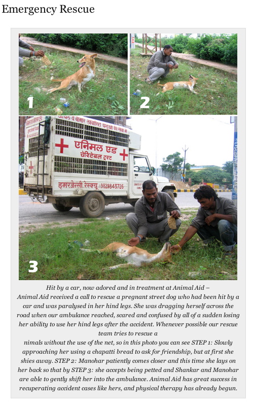AnimalAidIndia1