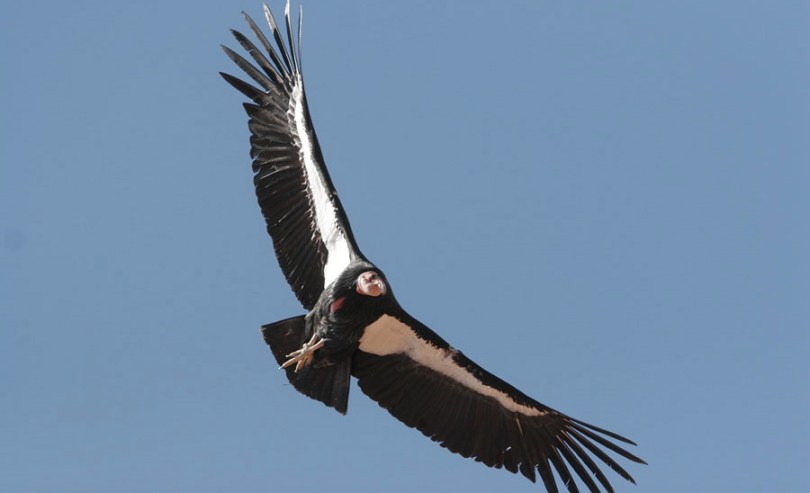 California condor. (Photo © The Peregrine Fund)