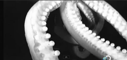 Frame from giant squid video.