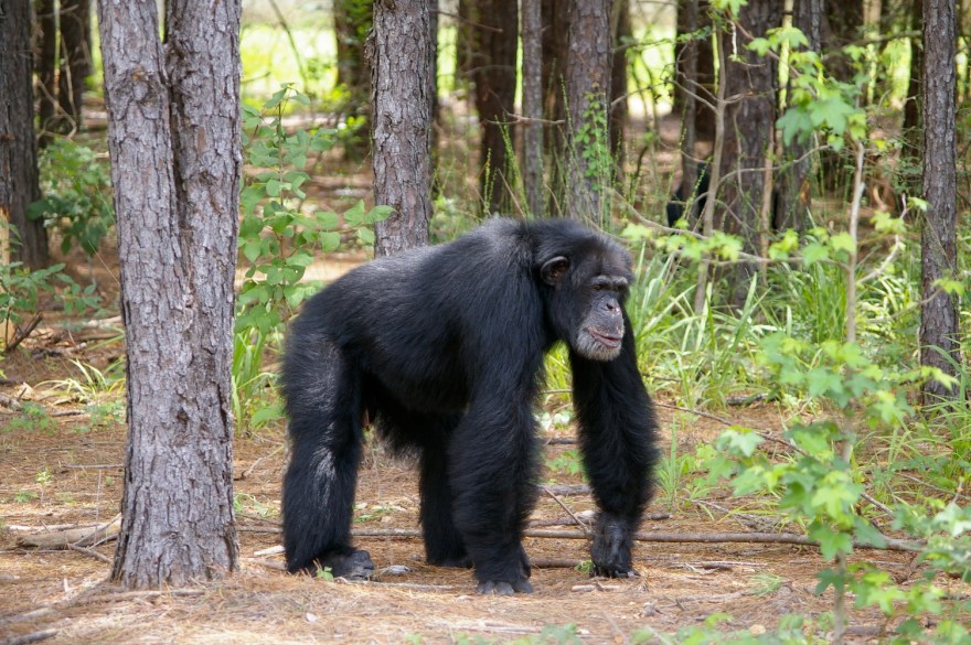 Hamlet at Chimp Haven.