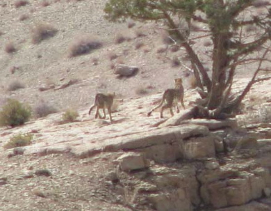 In early November 2008, Ebrahim Gholamrezapoor & Asghar Khajeie, encountered a family of 3 cheetahs in Orsestan valley of Bafq and took a few photographs.