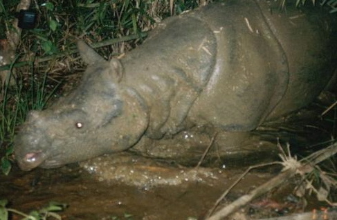 Vietnamese subspecies of Javan Rhino Rhinoceros sondaicus annamiticus. (Photo: World Wildlife Fund)