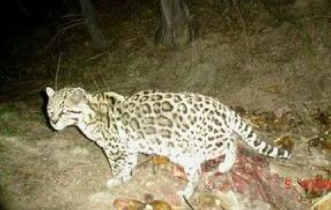 The ocelot was first spotted in 2011, and has been recorded a few times since. (Photo: USFWS/UA/DHS)