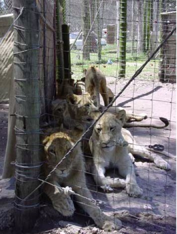 South Africa. Raised for canned hunting.